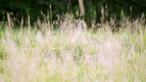 Slow motion camera sweep through long grass field on warm summer day Stock Footage 151591036