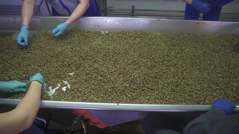 Slow motion of camera on top of the conveyor.hands of workers choose bad grapes  Stock Footage 155466993