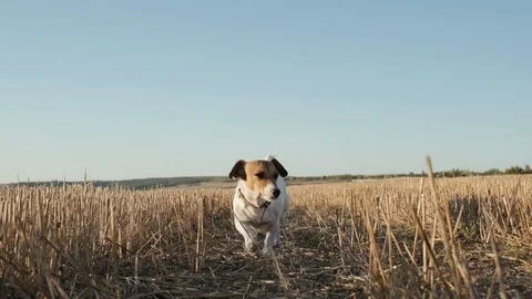 Slow motion camera zooms in front of a Jack Russell Terrier dog running forward Stock Footage 118433622