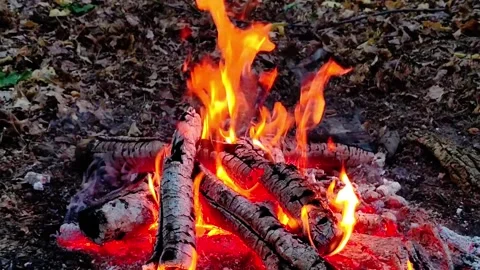 Slow Motion Campfire Burning in Forest Clearing Video stock 342162149