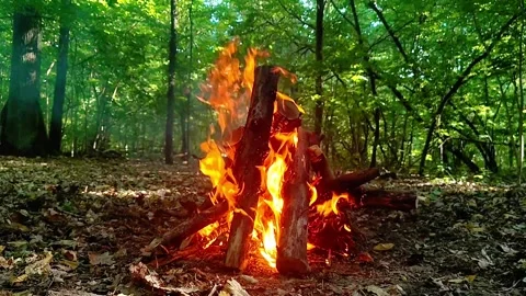 Slow Motion Campfire Burning in the Forest Video stock 342162162