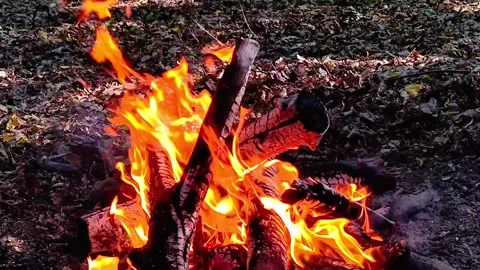 Slow Motion Campfire Burning in Forest Stock-Footage 342280227