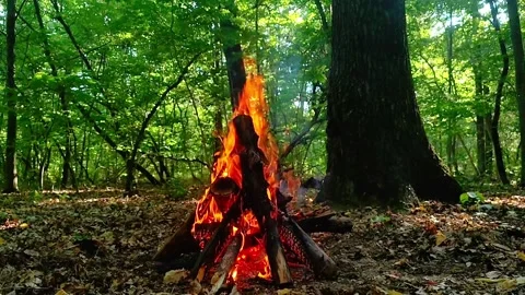 Slow Motion Campfire in Deep Green Forest Stock-Footage 342280230