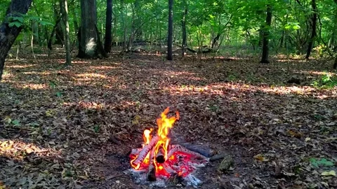 Slow Motion Campfire on Forest Ground Vídeo Stock 342280208