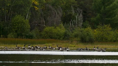 Slow motion canada geese bathing and eating in shallow pond 30p Stock Footage 163509595