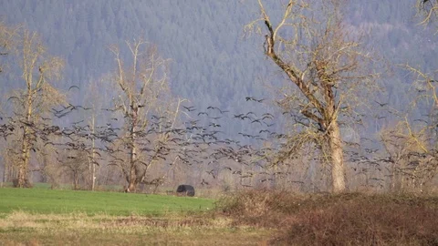 Slow motion canada geese fly Stock Footage 74900507