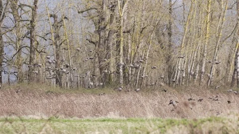 Slow motion canada geese flying Stock-Footage 74900940