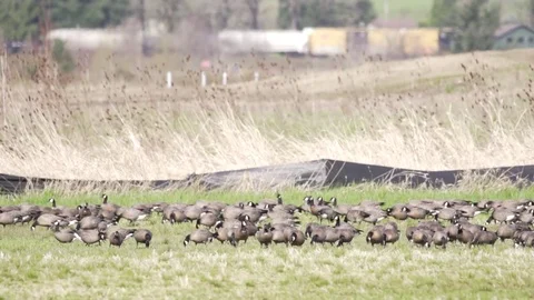 Slow motion Canada geese Vídeos de archivo 74901103