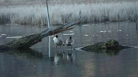 Slow-Motion Canada Geese Preening Wings on Submerged Tree Vídeo Stock 335543831