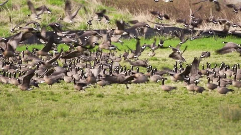 Slow Motion canada geese take off Stock Footage 74901004