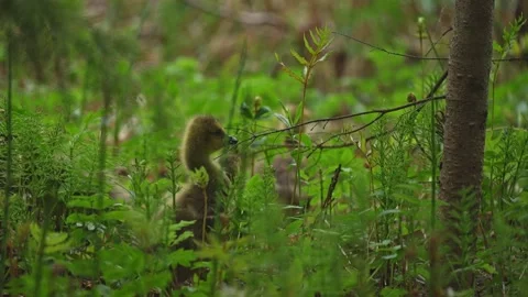 Slow Motion Canada Goose Gosling Feeding on Fresh Green Vegetation Stock Footage 337133849