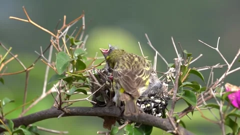 A slow motion of a canary bird feeding her chicks Stock-Footage 341117028
