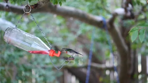 A Slow motion of a Cape white eye (zosterops pallidus) chasing away a sunbird. Vídeos de archivo 124006813