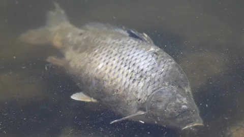Slow motion caption of big dead fisc carp cyprinus carpio 스톡 동영상 321391396