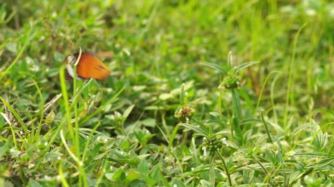 Slow motion capture of a beautiful butterfly starting to fly on air. Video stock 320070827