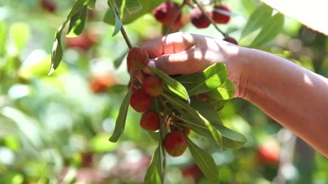 Slow Motion Capture of Berries Falling into Containers Stockbeeldmateriaal 304313855