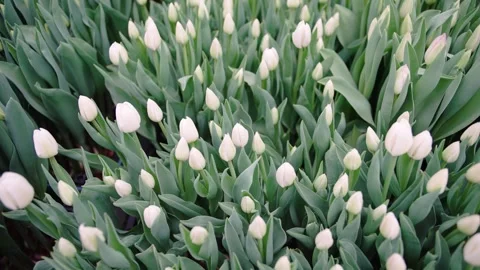 Slow motion capture of blooming white tulips in a vibrant garden during spring Stock Footage 303408972