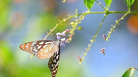 Slow motion capture of a butterfly feeding on purple flowers, swaying on the bra Stock Footage 341731242