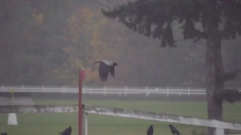 Slow-motion capture of crows hovering and resting on a grassy field during .. Video stock 293053183