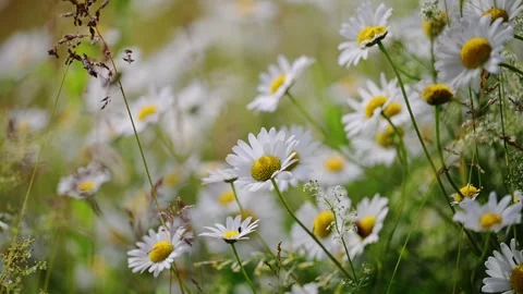 Slow-motion capture of daisies in a breezy summer field. Stock Footage 310100587