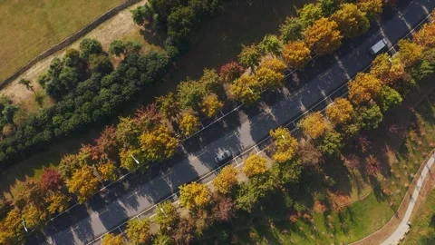 Slow Motion Capture of Fallen Leaves Swirling Around Moving Car Video stock 304313405
