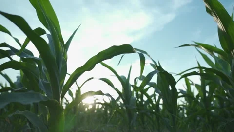 Slow Motion Capture of Leaves Rustling in Wind Stock Footage 304315172