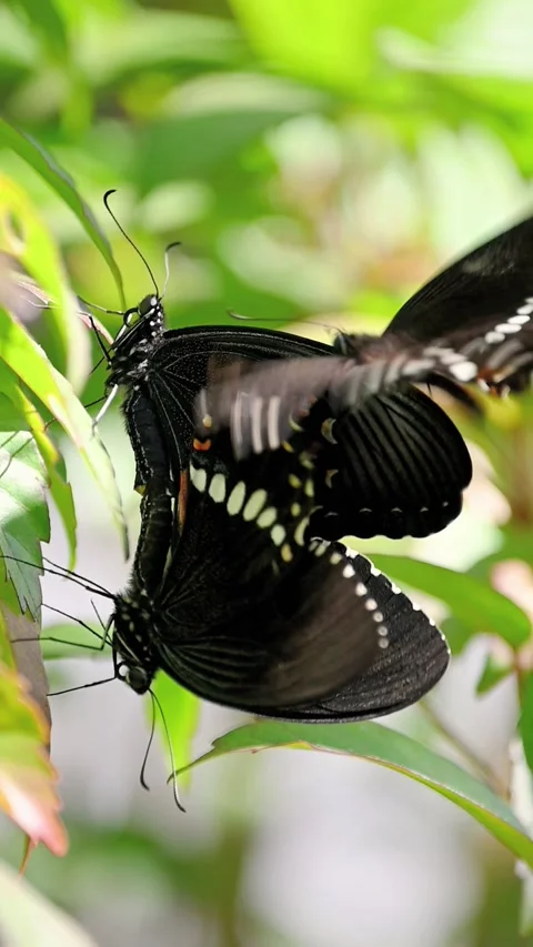 Slow motion capture of mating butterflies and an interloper disturbing them Stock Footage 341730991