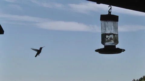 Slow-motion capture of one hummingbird at a feeder Stock Footage 58367648