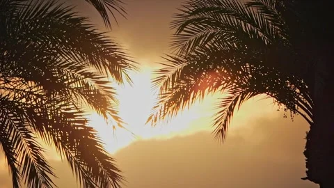 Slow-motion capture of an orange sunset with palm leaves swaying. Perfect h.. Stock Footage 280393066