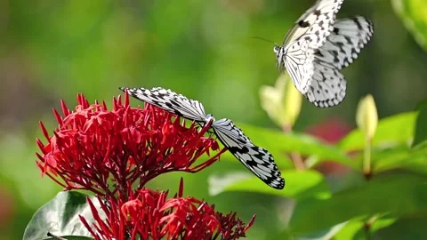 Slow motion capture of a patterned butterfly feeding on red flower nectar with o Stock Footage 341731129