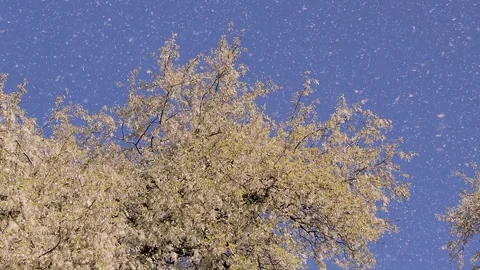 Slow motion capture of poplar fluff floating gently in the air on a clear da Stock Footage 309691851