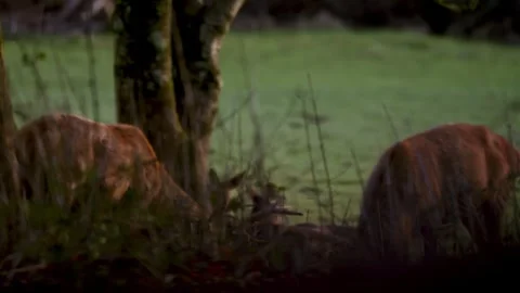 Slow motion capture of red deer at dusk in UK with stunning autumn Stock Footage 304390634
