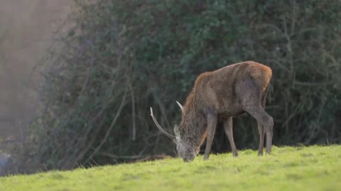 Slow motion capture of red deer grazing at dusk with autumn sunset Stock Footage 304394608