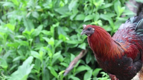 Slow Motion Capture of Rooster Crowing at Dawn Stock Footage 304313927