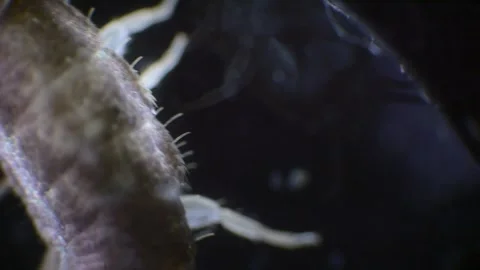 Slow-motion capture of a silverfish under a microscope. The insects slender.. Stock Footage 285596469