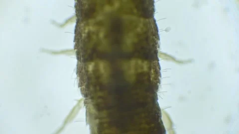 Slow-motion capture of a silverfish under a microscope. The insects slender.. Stock Footage 286308871