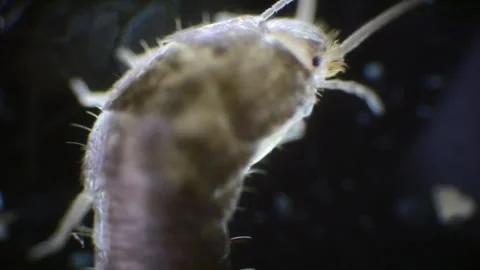 Slow-motion capture of a silverfish under a microscope. The insects slender.. Stock Footage 287554741