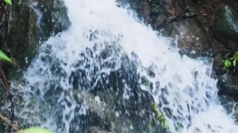 Slow Motion Capture of Water Striders Skimming Pond Stock Footage 304314917