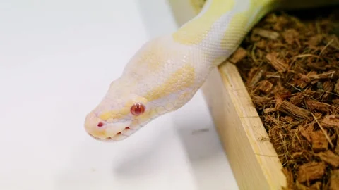 Slow-motion capture of a white-yellow python snake's smooth slithering in Video stock 309019008