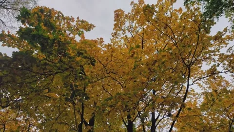 Slow-motion capture of yellow and orange leaves descending in an autumnal p.. Stock Footage 273478807