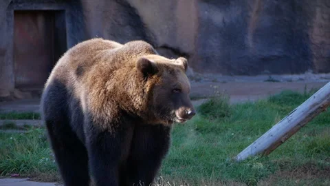 Slow motion captures a brown bear walking gracefully through a zoo enclosure. Stock Footage 290465127