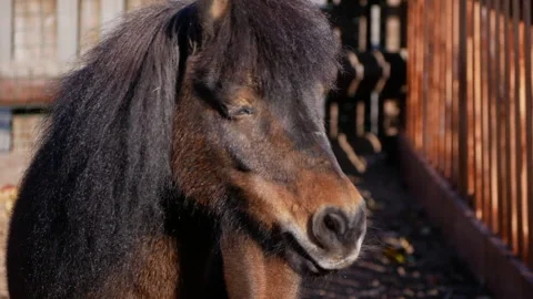 Slow motion captures a pony gracefully turning its head to the right within a Stock Footage 290466458