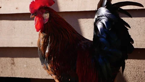 Slow motion captures a proud rooster crowing on a farm, standing in front of a Stock Footage 290466525