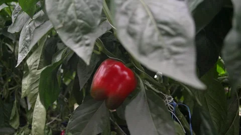 Slow motion captures of red bell pepper Video stock 296799851