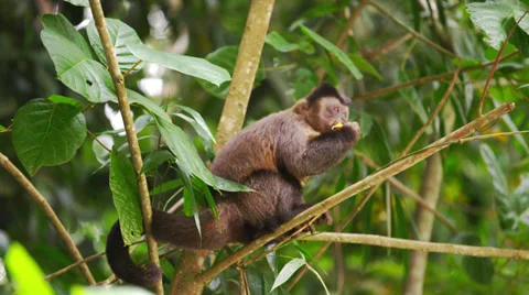 Slow motion of a Capuchin monkey in a tree eating a piece of fruit. Stock Footage 37220493
