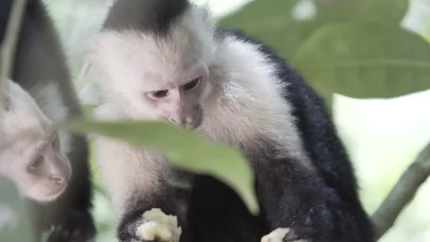 Slow Motion Capuchin Monkeys Eating Manuel Antonio National Park Costa Rica Vidéo 336296945
