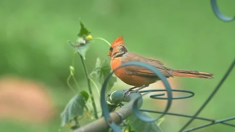 Slow motion of cardinal bird perching Stock Footage 99716356