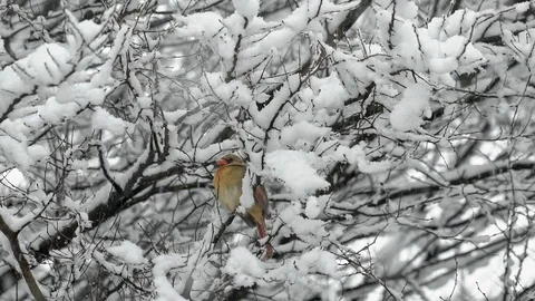 Slow Motion Cardinal Bird in Winter Snow Storm Stock Footage 124389569