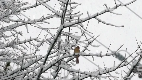 Slow Motion Cardinal Bird in Winter Snow Storm Stock Footage 124394177