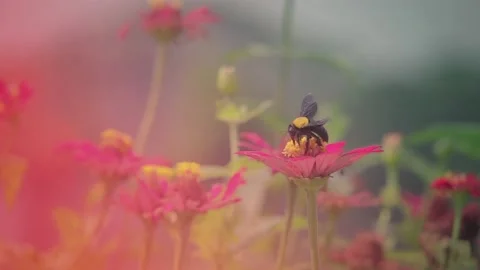 Slow Motion Carpenter Bee searching for Food 動画素材 201224575